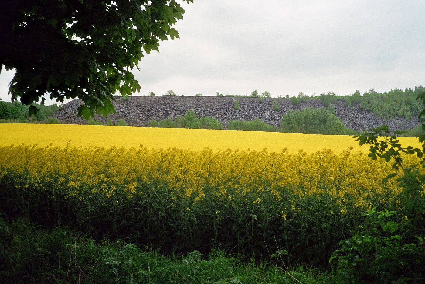 Schieferhalde bei Lehesten im Thüringer Wald