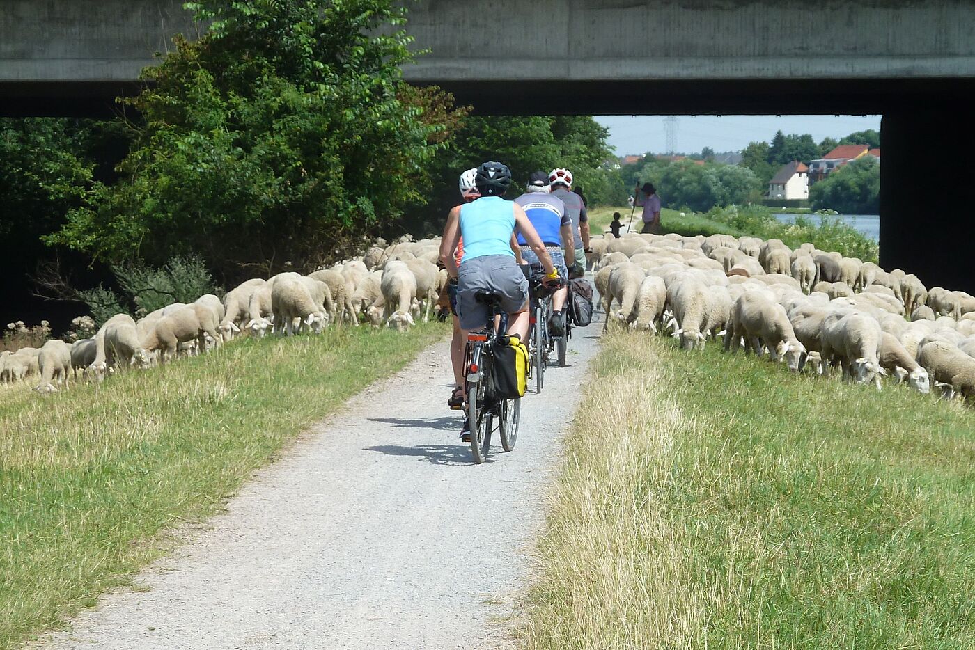 Wollige Begegnung – radelnd durch eine Schafherde