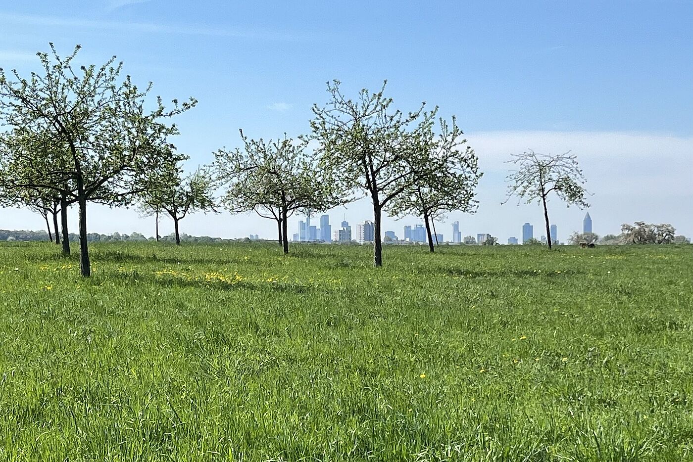 Die Skyline Frankfurts, so zu sehen auf dem Weg über den Heilsberg in die Frankfurter Innenstadt